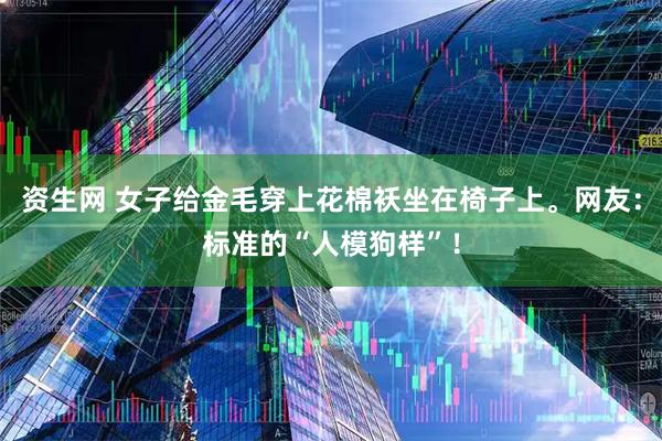 资生网 女子给金毛穿上花棉袄坐在椅子上。网友：标准的“人模狗样”！
